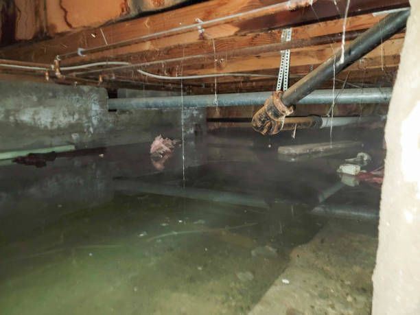 Best Water damage cleanup near me  in Faith, NC
